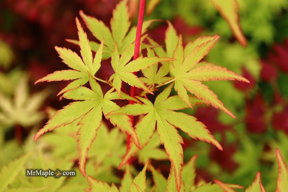 - Acer palmatum 'Winter Red' Coral Bark Japanese Maple - Mr Maple │ Buy Japanese Maple Trees