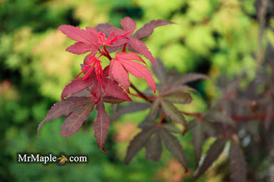 - Acer palmatum 'Winter’s Columnar Red' Japanese Maple - Mr Maple │ Buy Japanese Maple Trees
