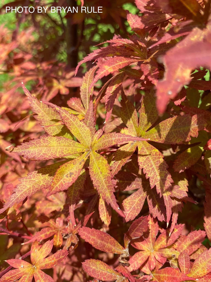 - Acer palmatum 'Winter’s Columnar Red' Japanese Maple - Mr Maple │ Buy Japanese Maple Trees