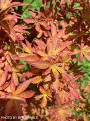 - Acer palmatum 'Winter’s Columnar Red' Japanese Maple - Mr Maple │ Buy Japanese Maple Trees