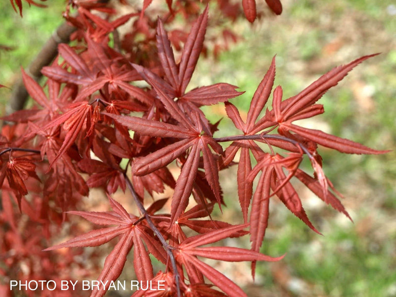 - Acer palmatum 'Winter’s Columnar Red' Japanese Maple - Mr Maple │ Buy Japanese Maple Trees