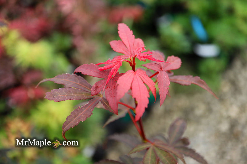 - Acer palmatum 'Winter’s Columnar Red' Japanese Maple - Mr Maple │ Buy Japanese Maple Trees