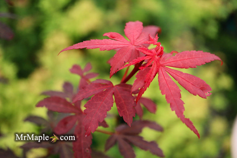 - Acer palmatum 'Winter’s Columnar Red' Japanese Maple - Mr Maple │ Buy Japanese Maple Trees