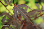 - Acer palmatum 'Winter’s Columnar Red' Japanese Maple - Mr Maple │ Buy Japanese Maple Trees