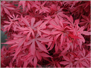 - Acer palmatum 'Wolff's Broom' Japanese Maple - Mr Maple │ Buy Japanese Maple Trees