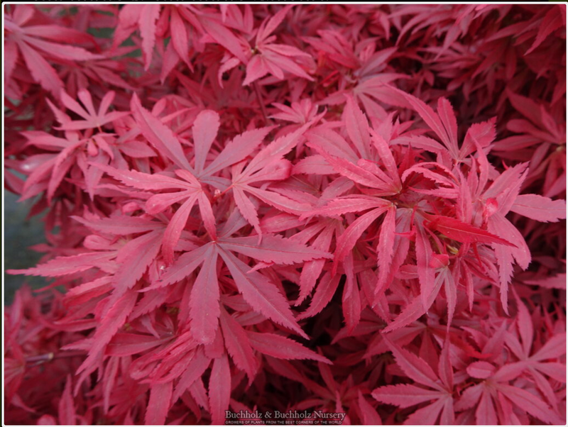 - Acer palmatum 'Wolff's Broom' Japanese Maple - Mr Maple │ Buy Japanese Maple Trees