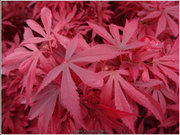 - Acer palmatum 'Wolff's Broom' Japanese Maple - Mr Maple │ Buy Japanese Maple Trees