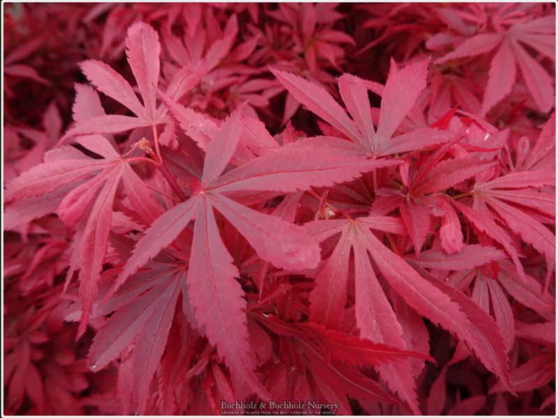 - Acer palmatum 'Wolff's Broom' Japanese Maple - Mr Maple │ Buy Japanese Maple Trees