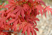 - Acer palmatum 'Wolff's Broom' Japanese Maple - Mr Maple │ Buy Japanese Maple Trees