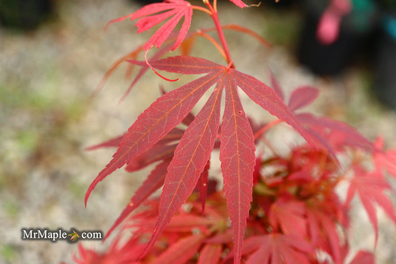 - Acer palmatum 'Wolff's Broom' Japanese Maple - Mr Maple │ Buy Japanese Maple Trees