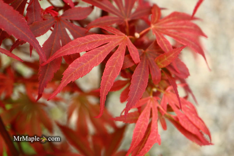 - Acer palmatum 'Wolff's Broom' Japanese Maple - Mr Maple │ Buy Japanese Maple Trees