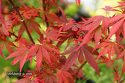 - Acer palmatum 'Wolff's Broom' Japanese Maple - Mr Maple │ Buy Japanese Maple Trees