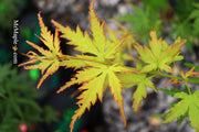 - Acer palmatum 'Wou nishiki' Japanese Maple - Mr Maple │ Buy Japanese Maple Trees