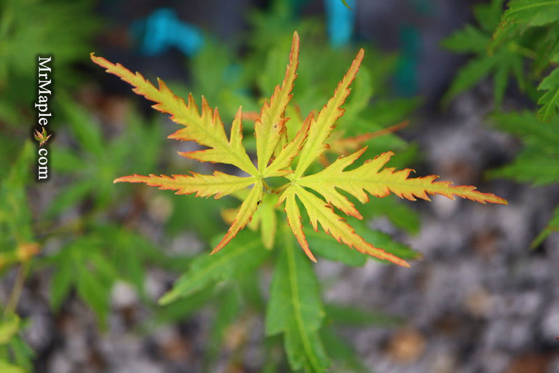 - Acer palmatum 'Wou nishiki' Japanese Maple - Mr Maple │ Buy Japanese Maple Trees