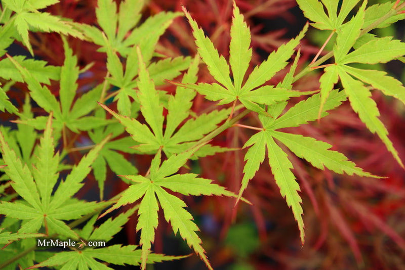 - Acer palmatum 'Wou nishiki' Japanese Maple - Mr Maple │ Buy Japanese Maple Trees