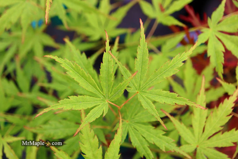 - Acer palmatum 'Wou nishiki' Japanese Maple - Mr Maple │ Buy Japanese Maple Trees