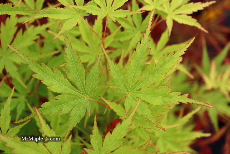 - Acer palmatum 'Wou nishiki' Japanese Maple - Mr Maple │ Buy Japanese Maple Trees