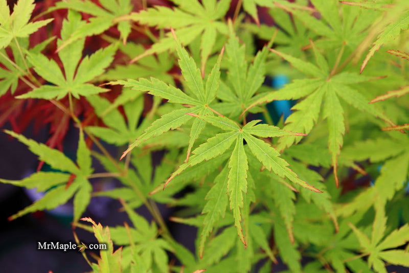 - Acer palmatum 'Wou nishiki' Japanese Maple - Mr Maple │ Buy Japanese Maple Trees