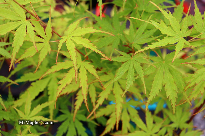 - Acer palmatum 'Wou nishiki' Japanese Maple - Mr Maple │ Buy Japanese Maple Trees