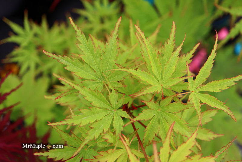 - Acer palmatum 'Wou nishiki' Japanese Maple - Mr Maple │ Buy Japanese Maple Trees
