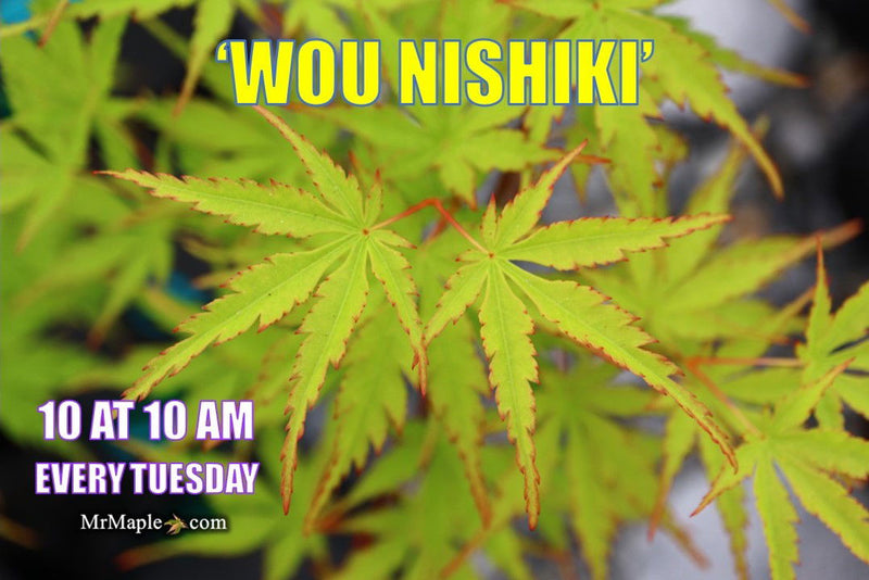 - Acer palmatum 'Wou nishiki' Japanese Maple - Mr Maple │ Buy Japanese Maple Trees