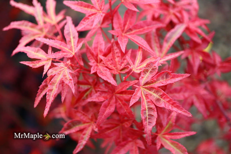 - Acer palmatum 'Yama hime' Japanese Maple - Mr Maple │ Buy Japanese Maple Trees