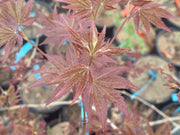 - Acer palmatum 'Yama hime' Japanese Maple - Mr Maple │ Buy Japanese Maple Trees