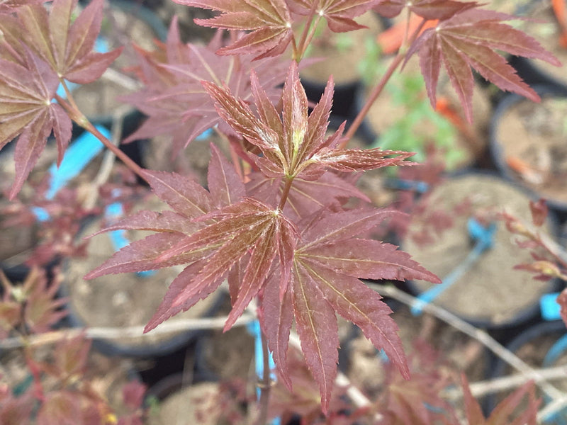 - Acer palmatum 'Yama hime' Japanese Maple - Mr Maple │ Buy Japanese Maple Trees