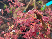- Acer palmatum 'Yama hime' Japanese Maple - Mr Maple │ Buy Japanese Maple Trees