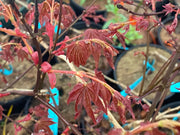 - Acer palmatum 'Yama hime' Japanese Maple - Mr Maple │ Buy Japanese Maple Trees