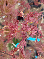 - Acer palmatum 'Yama hime' Japanese Maple - Mr Maple │ Buy Japanese Maple Trees