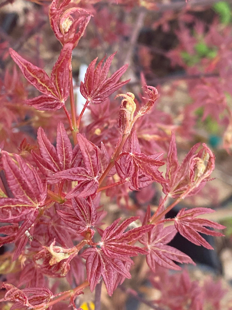 - Acer palmatum 'Yama hime' Japanese Maple - Mr Maple │ Buy Japanese Maple Trees