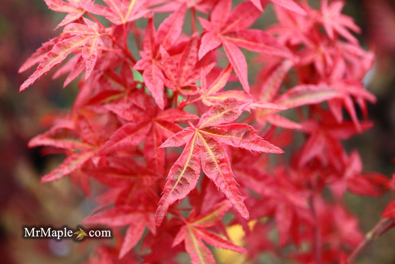 - Acer palmatum 'Yama hime' Japanese Maple - Mr Maple │ Buy Japanese Maple Trees