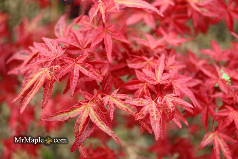 - Acer palmatum 'Yama hime' Japanese Maple - Mr Maple │ Buy Japanese Maple Trees