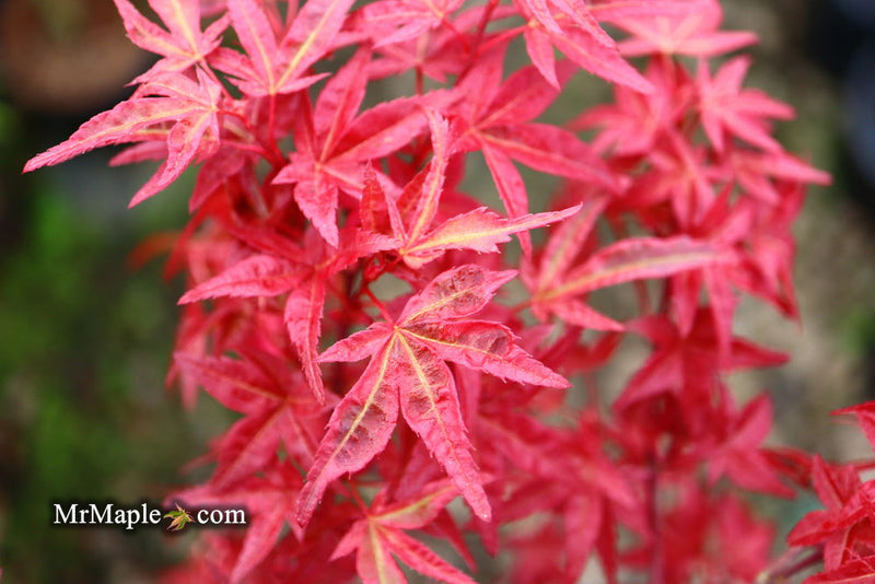 - Acer palmatum 'Yama hime' Japanese Maple - Mr Maple │ Buy Japanese Maple Trees
