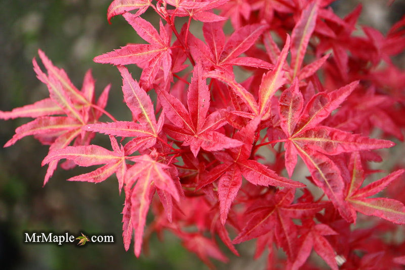 - Acer palmatum 'Yama hime' Japanese Maple - Mr Maple │ Buy Japanese Maple Trees