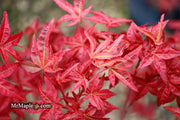 - Acer palmatum 'Yama hime' Japanese Maple - Mr Maple │ Buy Japanese Maple Trees