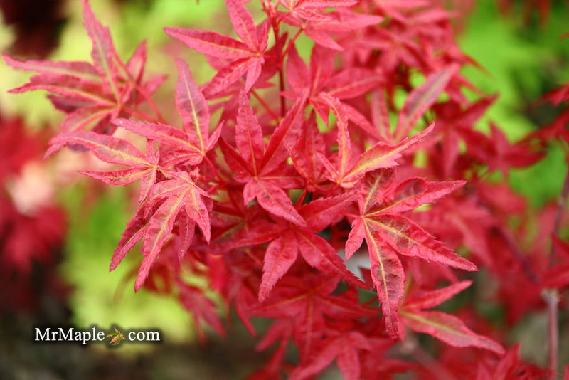 - Acer palmatum 'Yama hime' Japanese Maple - Mr Maple │ Buy Japanese Maple Trees