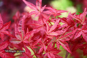 - Acer palmatum 'Yama hime' Japanese Maple - Mr Maple │ Buy Japanese Maple Trees