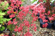 - Acer palmatum 'Yama hime' Japanese Maple - Mr Maple │ Buy Japanese Maple Trees