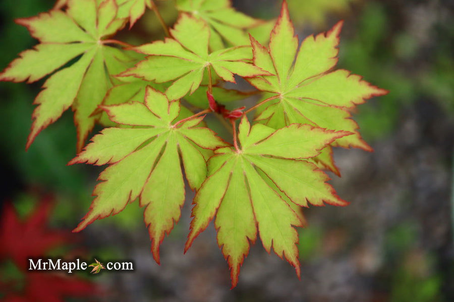 Buy Acer palmatum 'Yama momiji' Japanese Maple — Mr Maple │ Buy