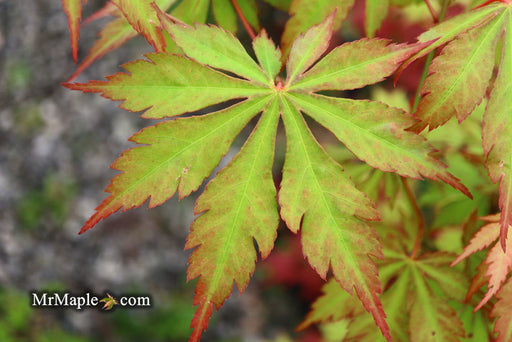 - Acer palmatum 'Yama momiji' Japanese Maple - Mr Maple │ Buy Japanese Maple Trees