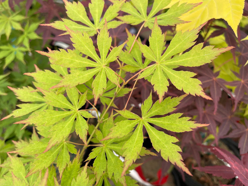 - Acer palmatum 'Yama momiji' Japanese Maple - Mr Maple │ Buy Japanese Maple Trees