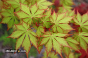 - Acer palmatum 'Yama momiji' Japanese Maple - Mr Maple │ Buy Japanese Maple Trees