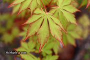 - Acer palmatum 'Yama momiji' Japanese Maple - Mr Maple │ Buy Japanese Maple Trees