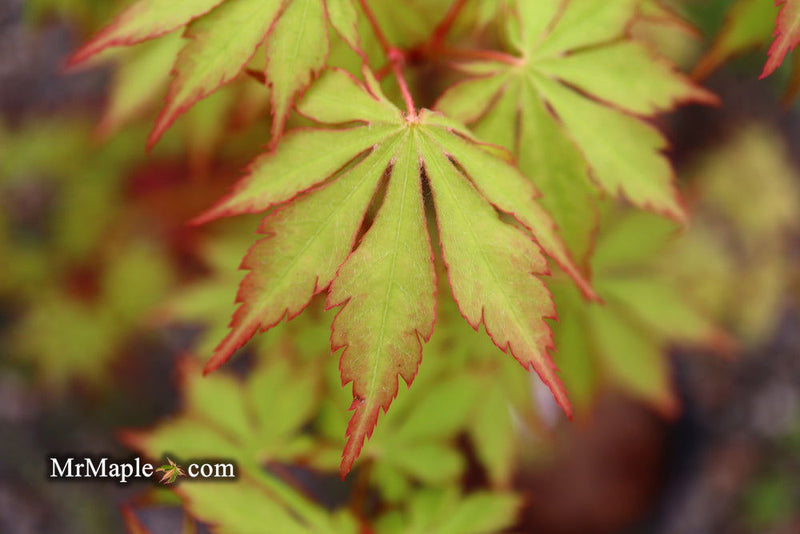 - Acer palmatum 'Yama momiji' Japanese Maple - Mr Maple │ Buy Japanese Maple Trees