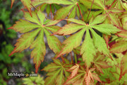 - Acer palmatum 'Yama momiji' Japanese Maple - Mr Maple │ Buy Japanese Maple Trees