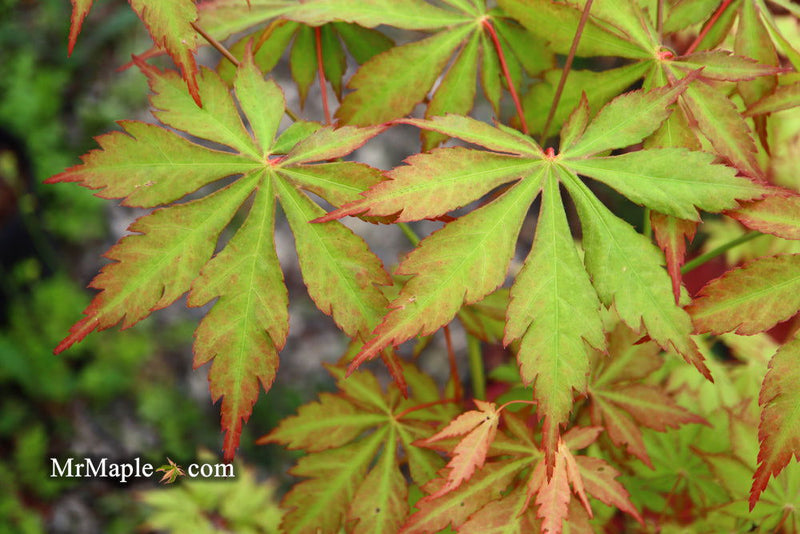 - Acer palmatum 'Yama momiji' Japanese Maple - Mr Maple │ Buy Japanese Maple Trees