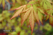 - Acer palmatum 'Yama momiji' Japanese Maple - Mr Maple │ Buy Japanese Maple Trees
