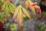 - Acer palmatum 'Yama momiji' Japanese Maple - Mr Maple │ Buy Japanese Maple Trees